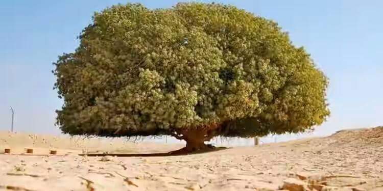 Sahabi Pohon Yang Diberkati